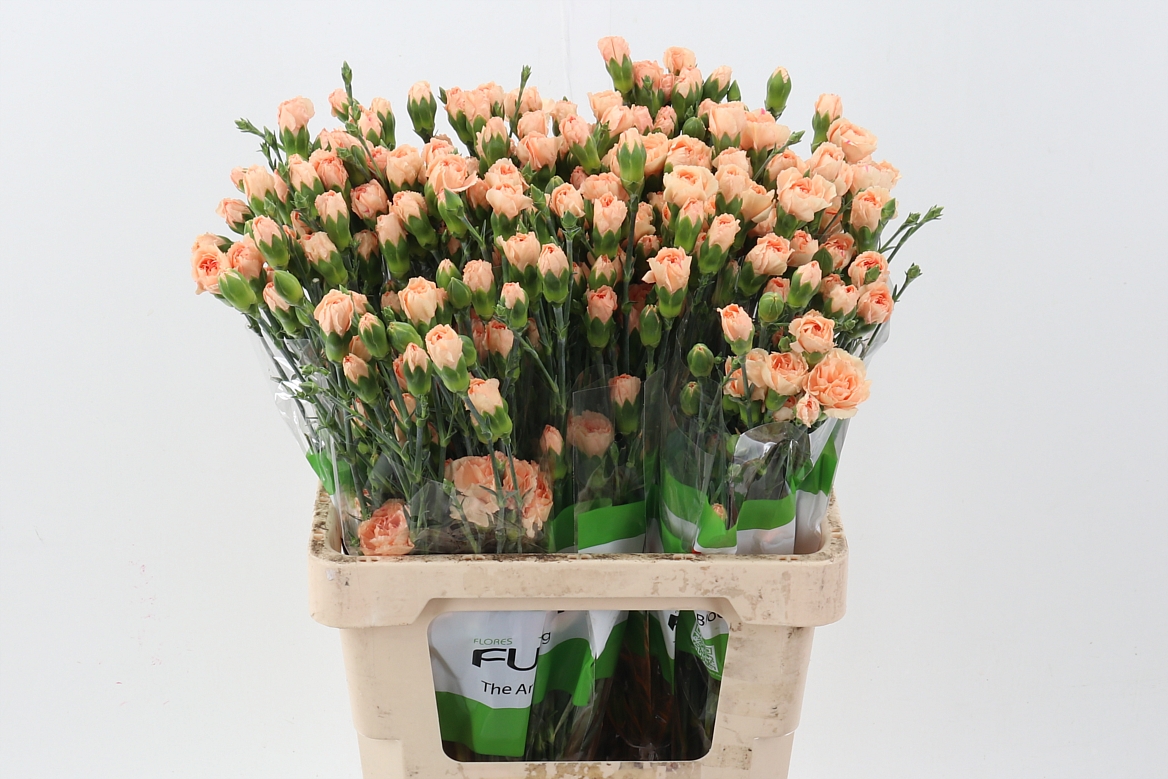 Срезанные цветы оптом Dianthus sp thar от 100шт из Голландии с доставкой по России