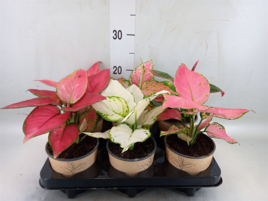 Горшечные цветы и растения оптом Aglaonema   ...mix от 6шт из Голландии с доставкой по России