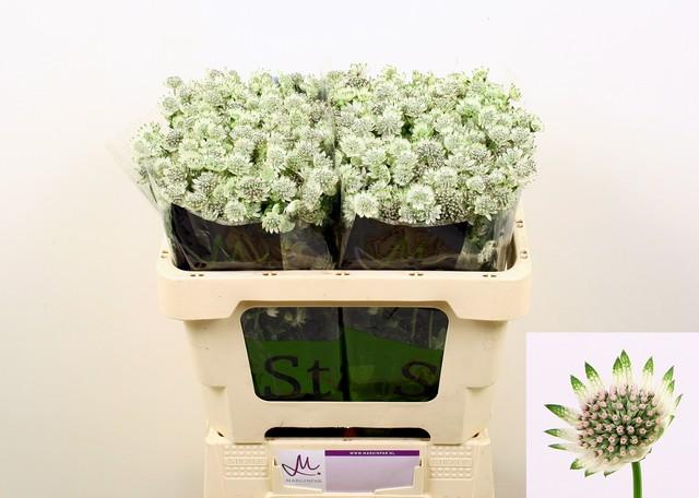 Срезанные цветы оптом Astrantia billion stars от 100шт из Голландии с доставкой по России
