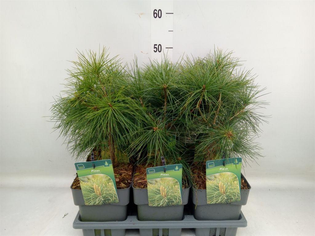 Горшечные цветы и растения оптом Pinus Strobus от 6шт из Голландии с доставкой по России