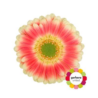 Срезанные цветы оптом Germini diamond tompouce от 20шт из Голландии с доставкой по России