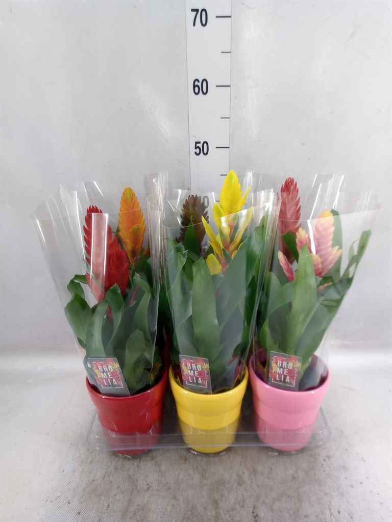 Горшечные цветы и растения оптом Vriesea   ...mix 6 от 6шт из Голландии с доставкой по России