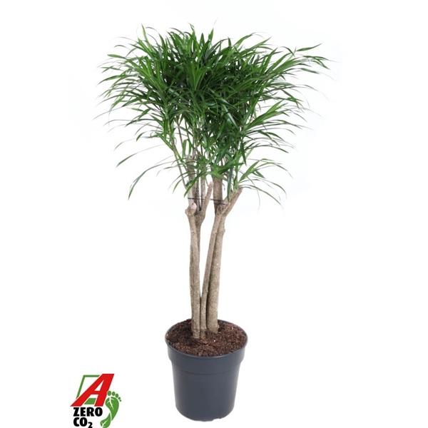 Горшечные цветы и растения оптом Dracaena Anita Variegata Multi Stam от 1шт из Голландии с доставкой по России
