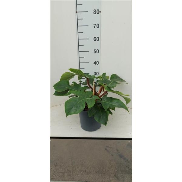 Горшечные цветы и растения оптом Philodendron Squamiferum от 1шт из Голландии с доставкой по России