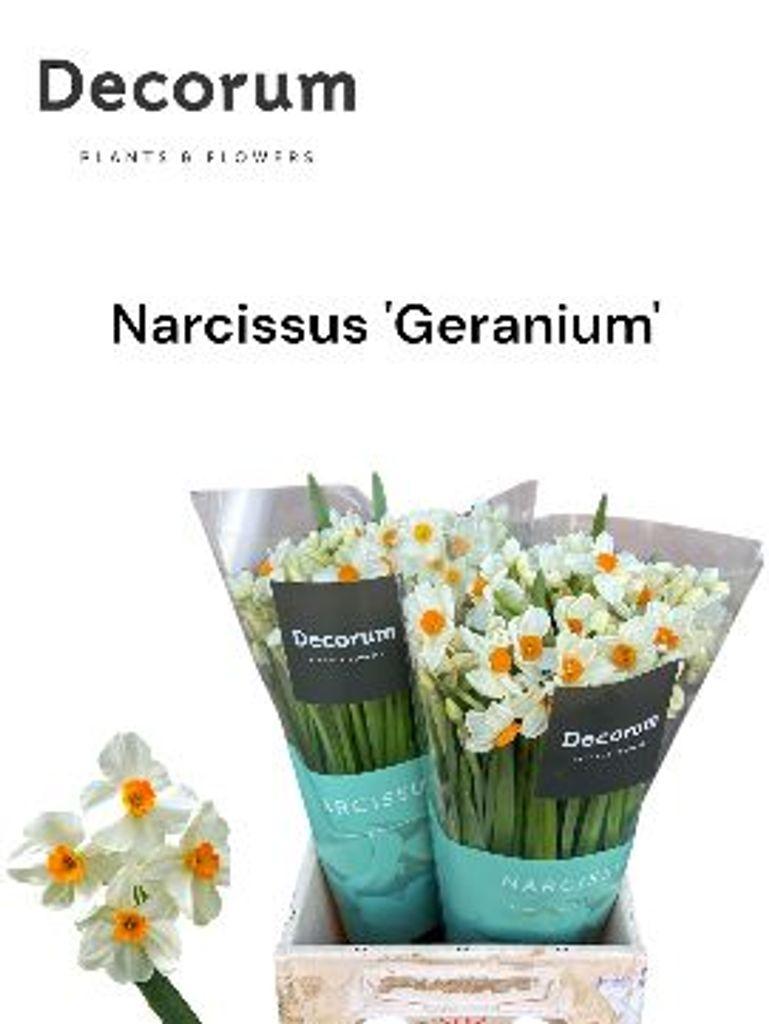 Срезанные цветы оптом Narcissus sp geranium от 100шт из Голландии с доставкой по России