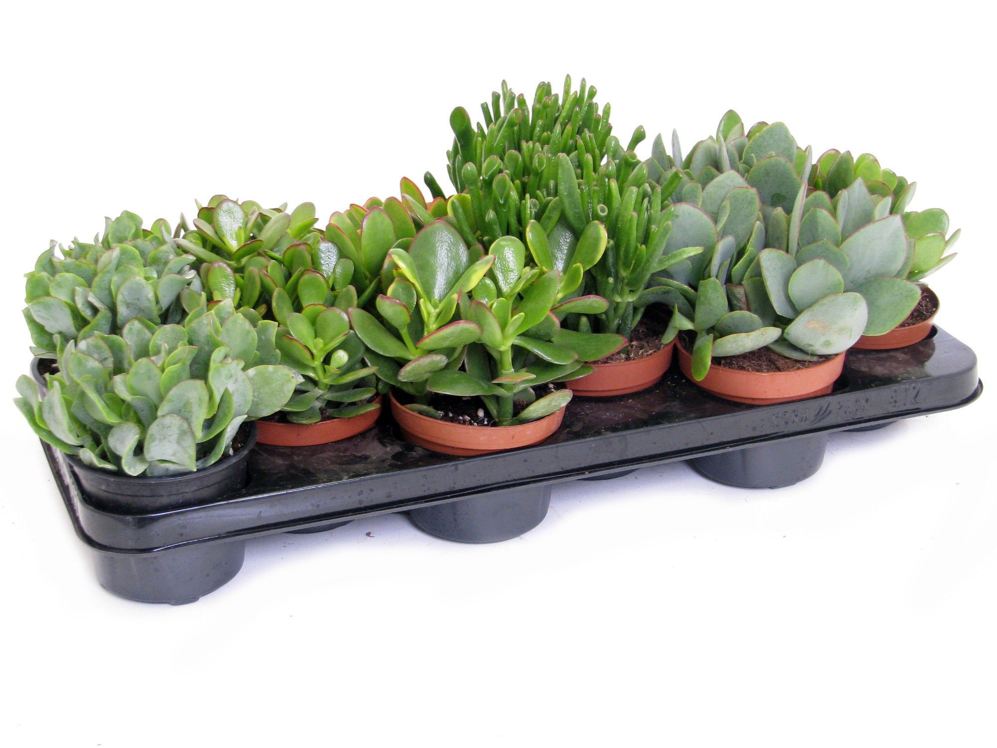 Горшечные цветы и растения оптом Crassula Mix 10,5 Cm от 9шт из Голландии с доставкой по России