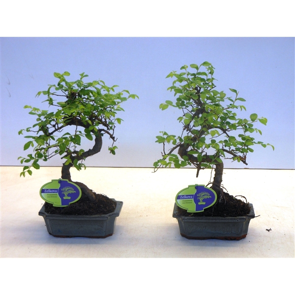 Горшечные цветы и растения оптом Bonsai Zelkova Parvifolia от 10шт из Голландии с доставкой по России