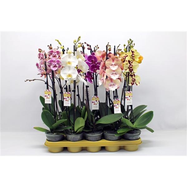 Горшечные цветы и растения оптом Phal 2st Mix 18+ (phalaenova) от 10шт из Голландии с доставкой по России