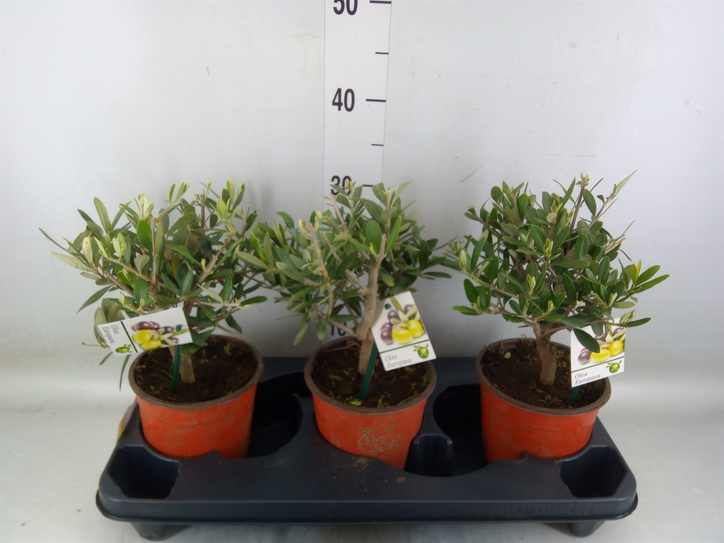 Горшечные цветы и растения оптом Olea Europaea от 3шт из Голландии с доставкой по России