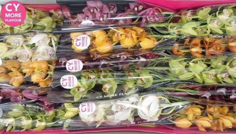 Срезанные цветы оптом Minicymbidium mix от 15шт. из Голландии с доставкой по России