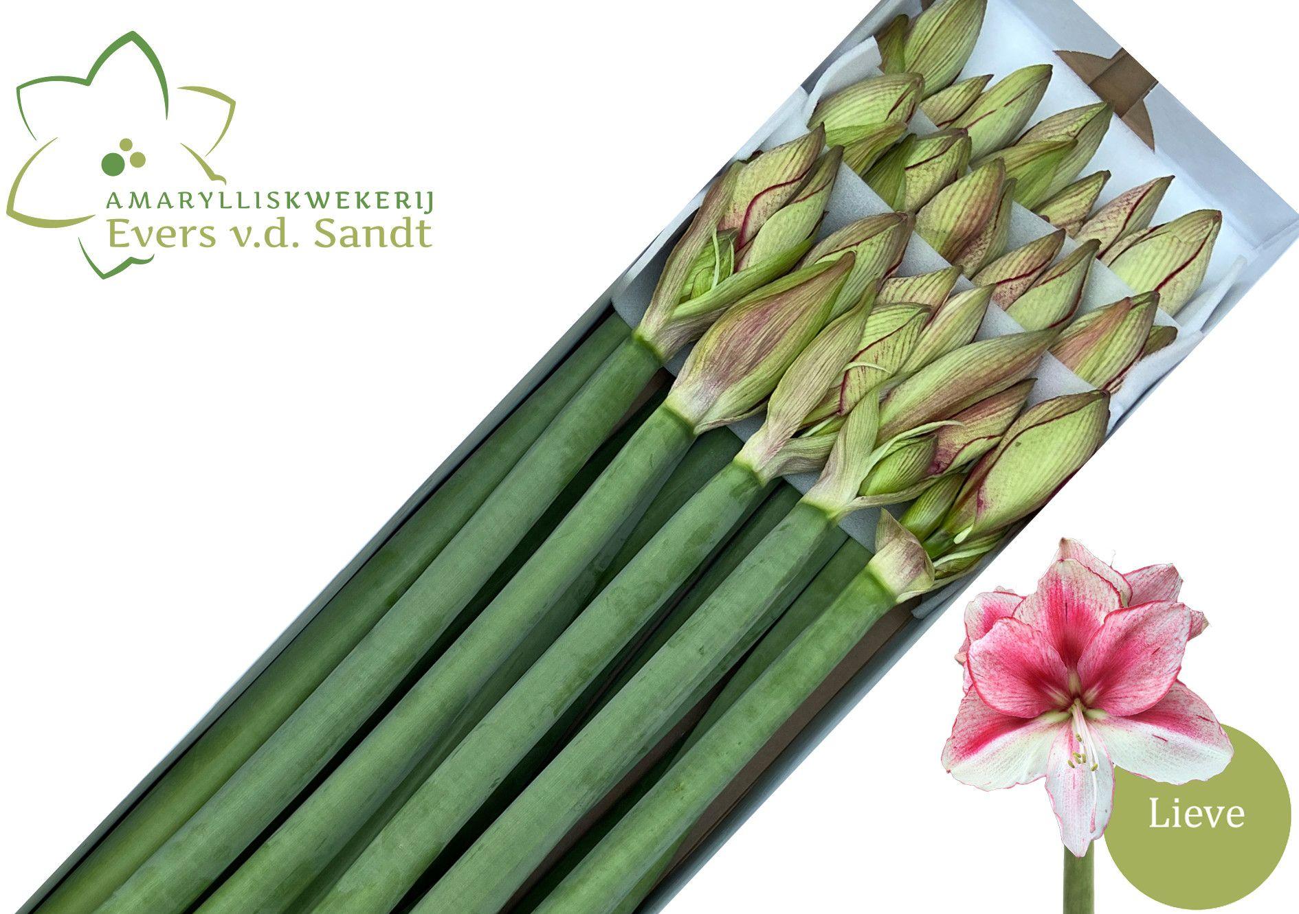 Срезанные цветы оптом Hippeastrum lieve от 15шт из Голландии с доставкой по России