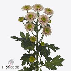 Срезанные цветы оптом Chrys sa davina от 75шт из Голландии с доставкой по России