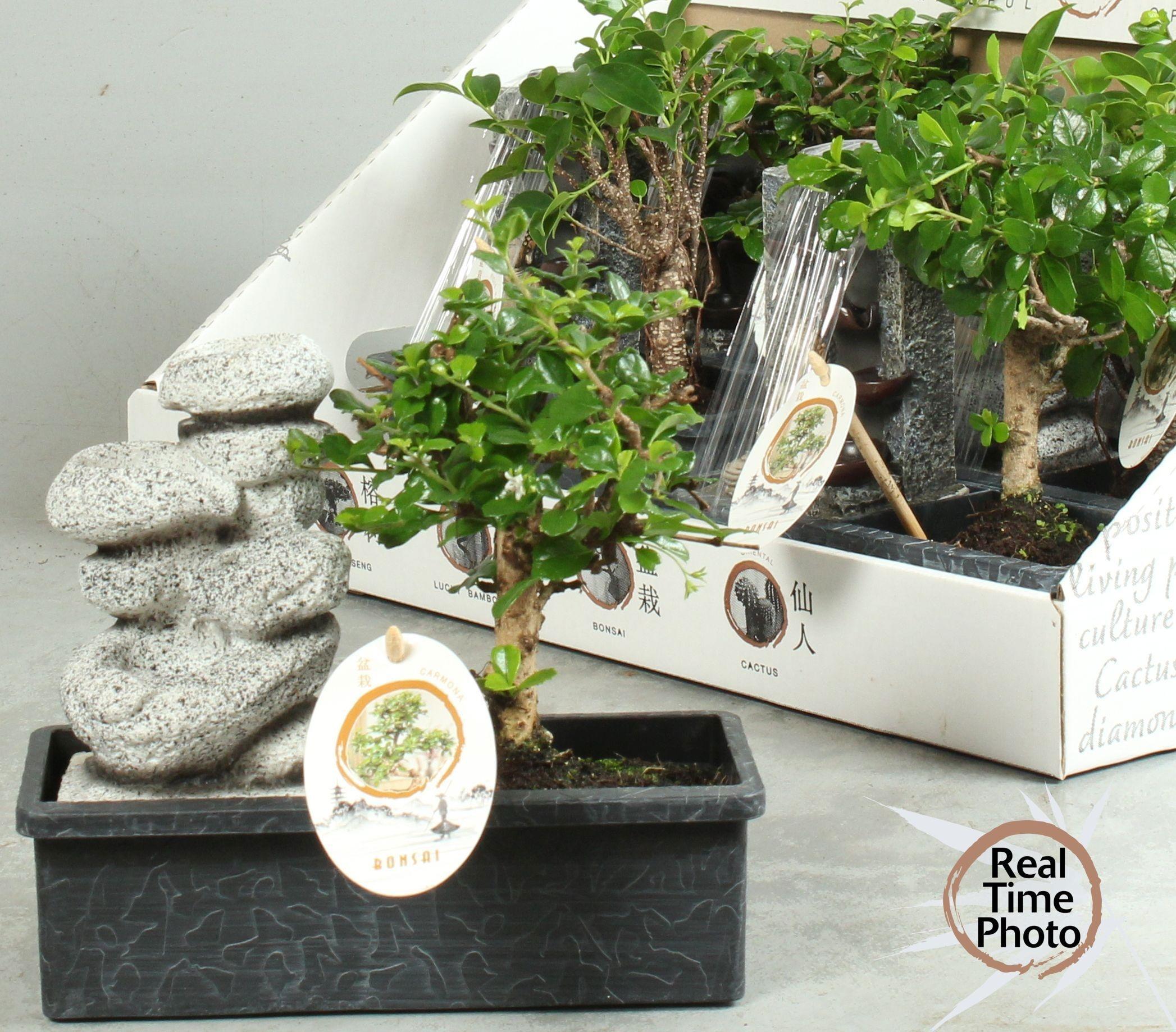 Горшечные цветы и растения оптом Bonsai Gem от 6шт из Голландии с доставкой по России