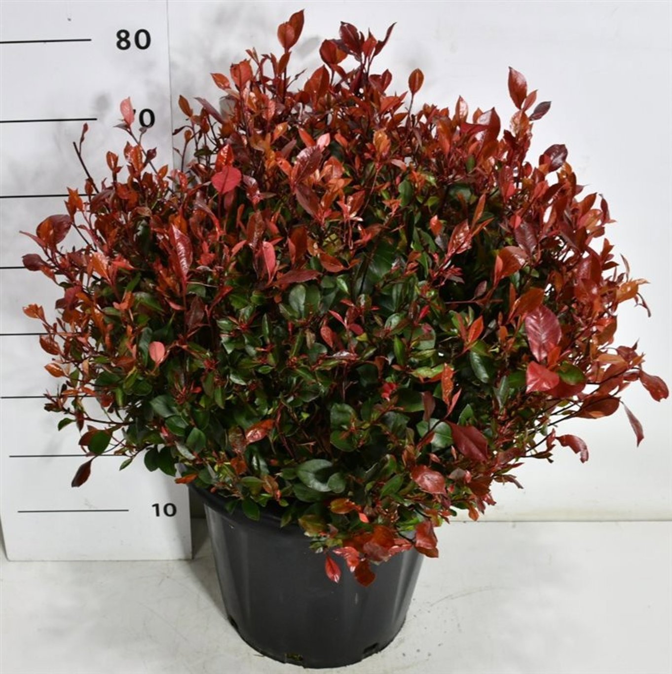 Горшечные цветы и растения оптом Photinia Fraseri Little Red Robin от 1шт из Голландии с доставкой по России