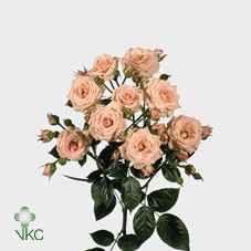 Срезанные цветы оптом Rosa sp lydia от 80шт из Голландии с доставкой по России