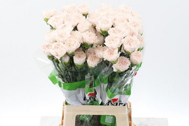 Срезанные цветы оптом Dianthus st brut от 160шт из Голландии с доставкой по России