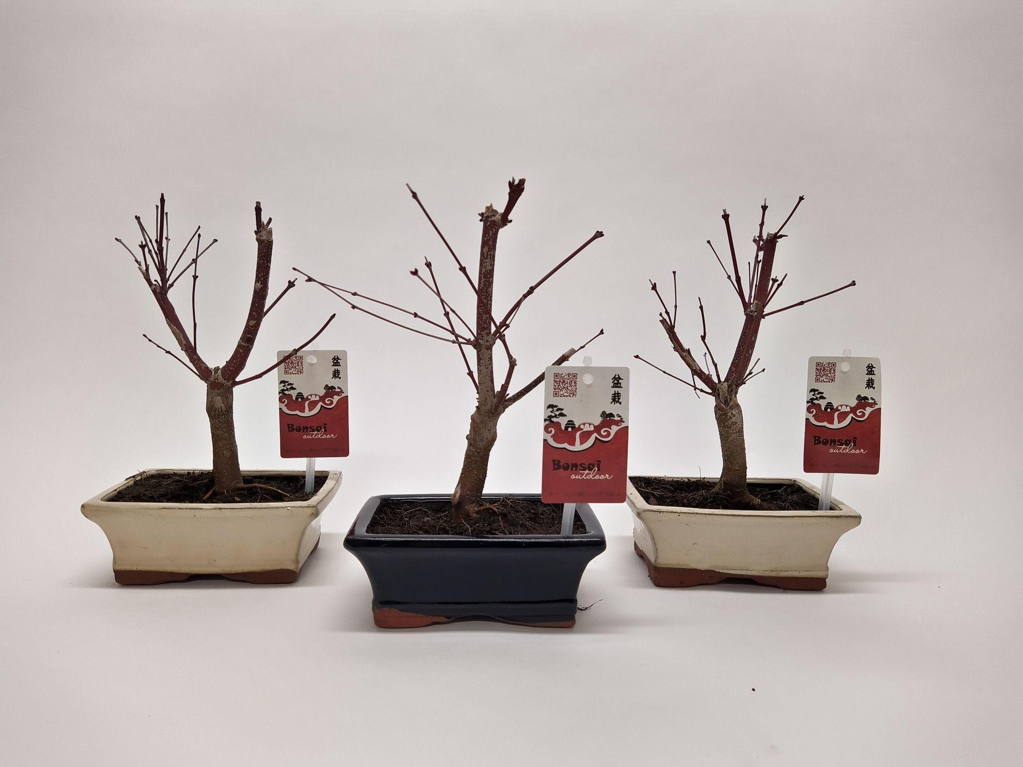 Горшечные цветы и растения оптом Bonsai Acer Mix от 8шт из Голландии с доставкой по России