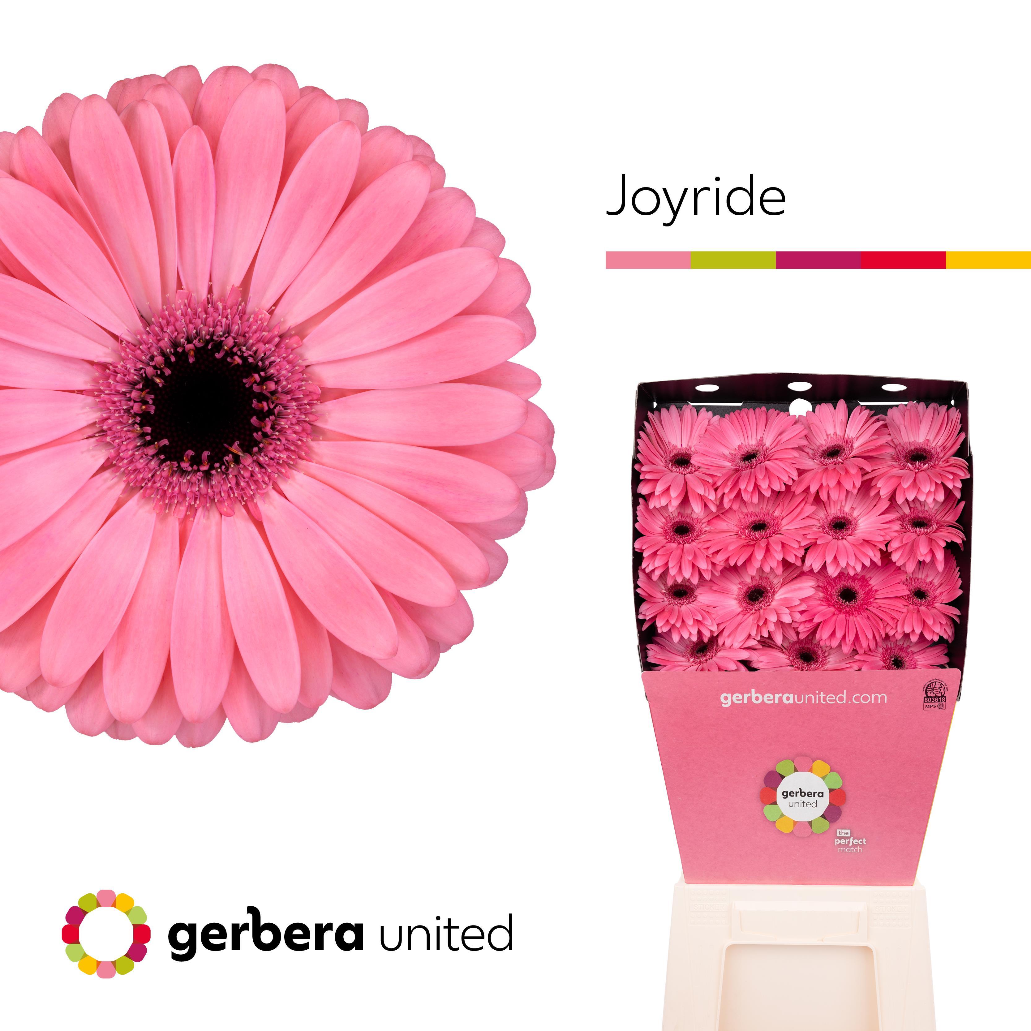 Срезанные цветы оптом Gerbera diamond scala от 15шт из Голландии с доставкой по России