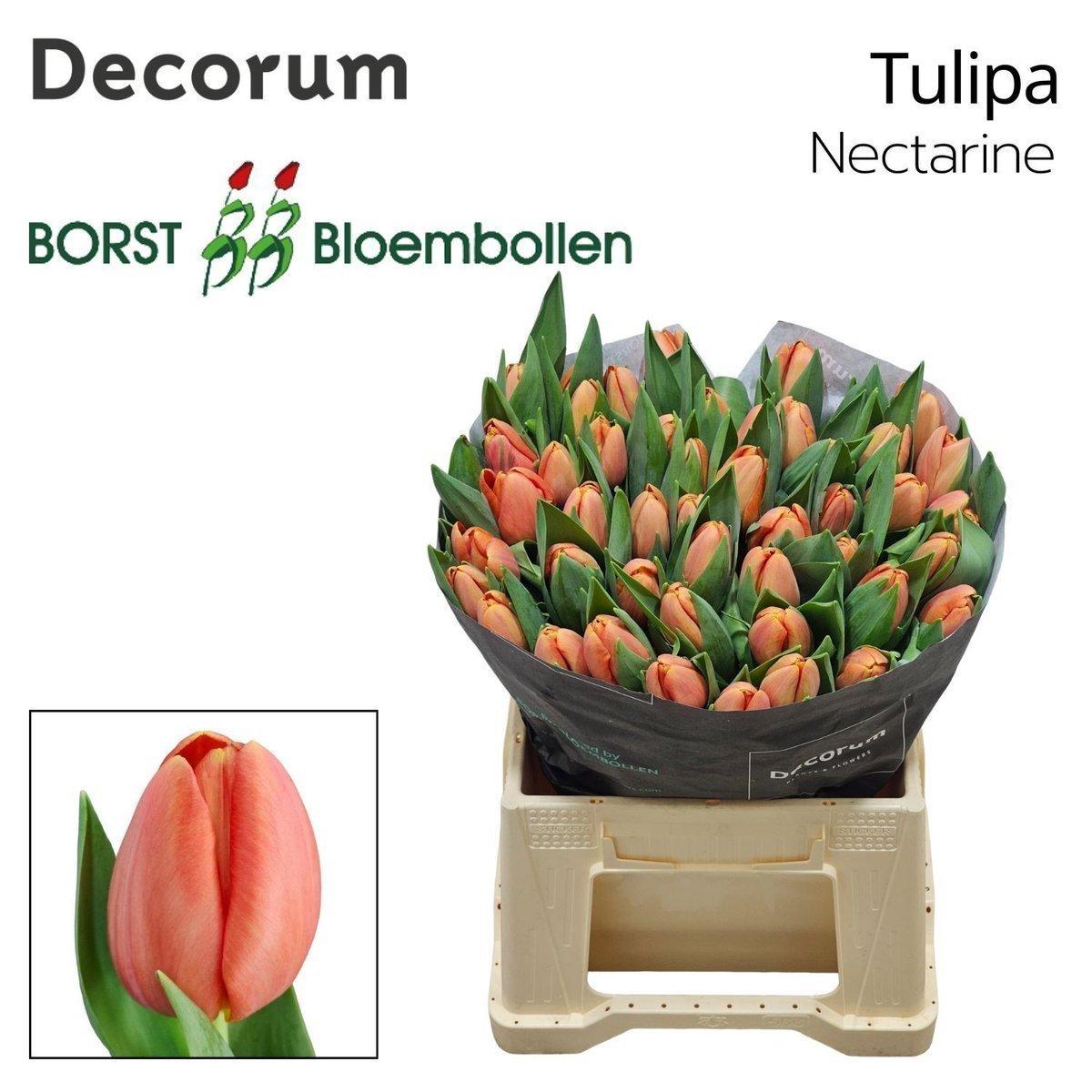 Срезанные цветы оптом Tulipa si nectarine от 50шт из Голландии с доставкой по России