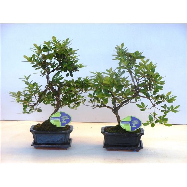 Горшечные цветы и растения оптом Bonsai Rhododedron Indicum, 15 Cm Shape, With Drip от 8шт из Голландии с доставкой по России