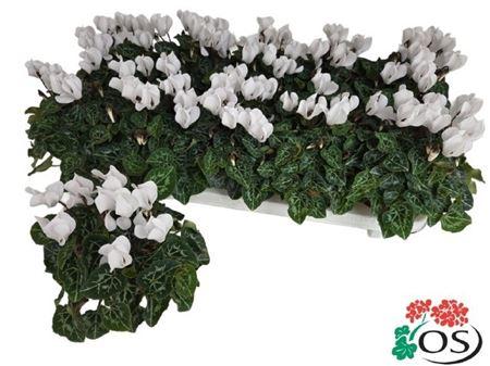 Горшечные цветы и растения оптом Cycl Kl Sup Carino White от 10шт (для телеги) из Голландии с доставкой по России