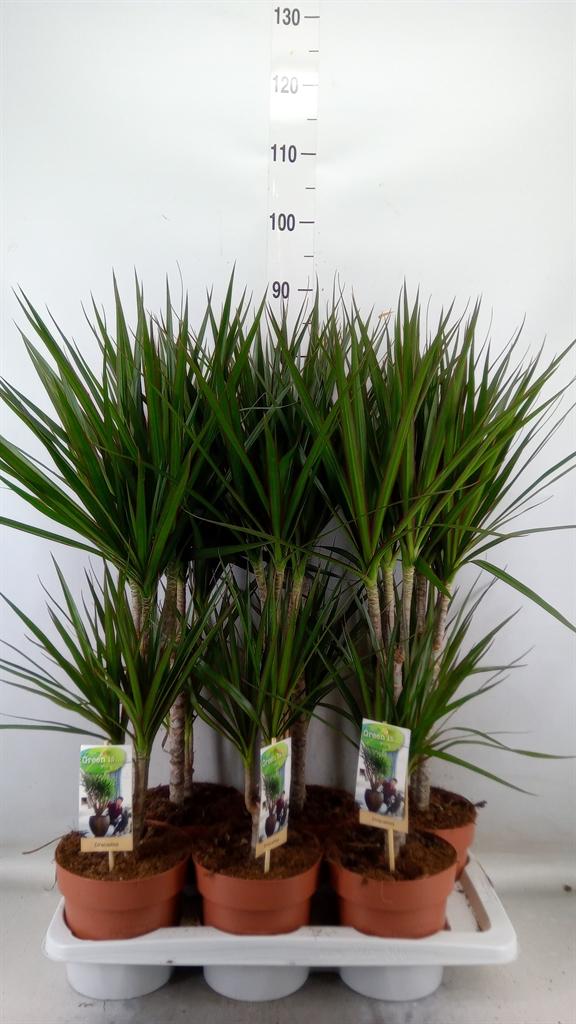 Горшечные цветы и растения оптом Dracaena Marg. от 6шт из Голландии с доставкой по России