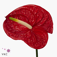 Срезанные цветы оптом Anthurium eterno от 12шт из Голландии с доставкой по России