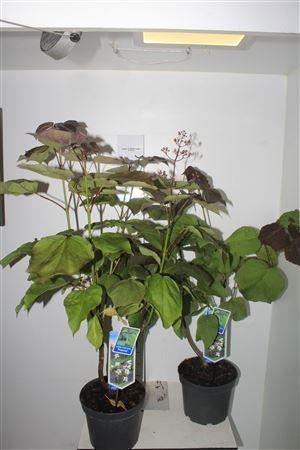 Горшечные цветы и растения оптом Catal Er Purpurea от 1шт из Голландии с доставкой по России
