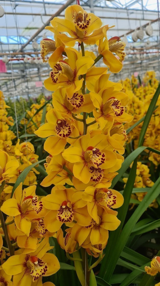 Срезанные цветы оптом Cymbidium yellow tiger от 10шт из Голландии с доставкой по России