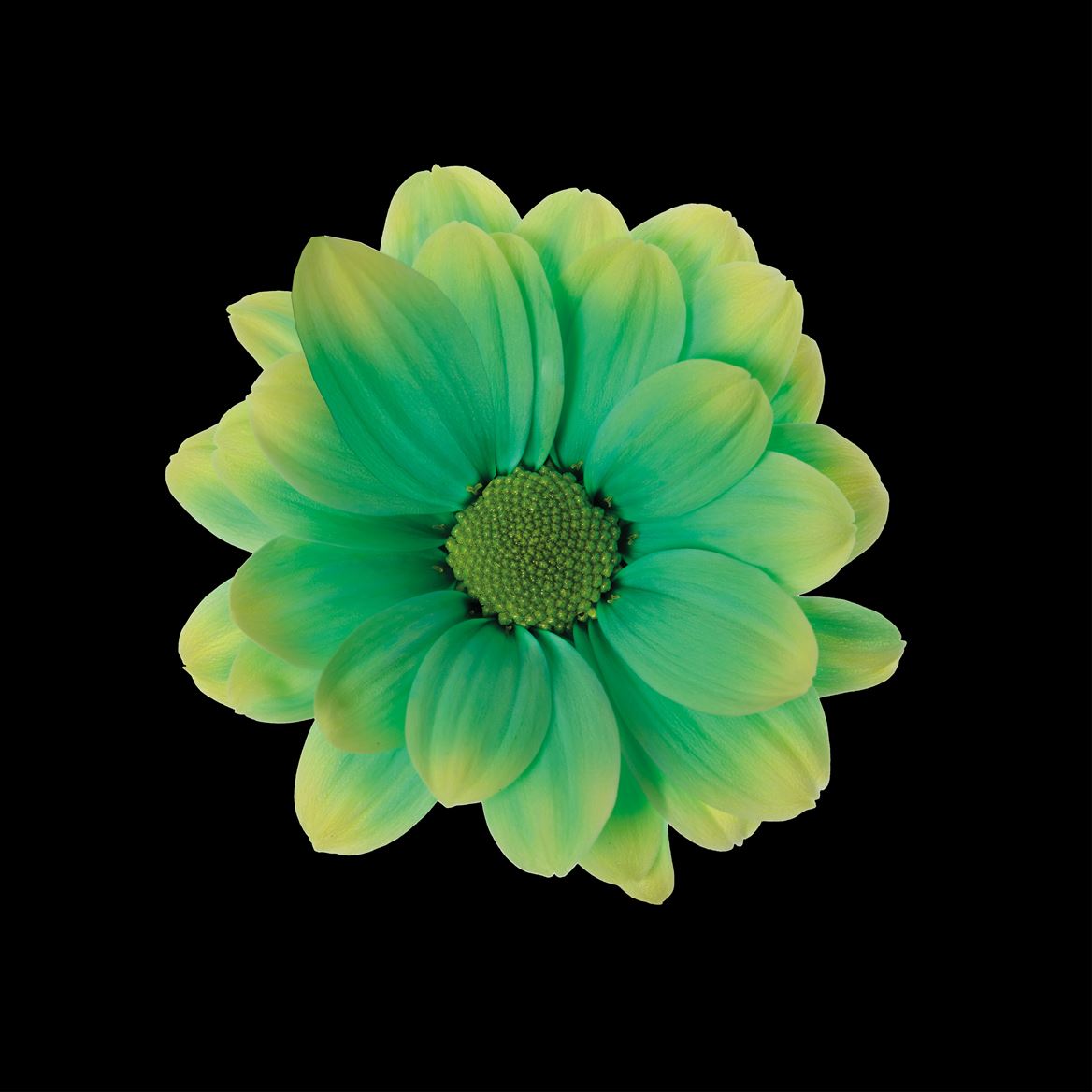 Срезанные цветы оптом Chrys sp paint kennedy brasil от 40шт из Голландии с доставкой по России