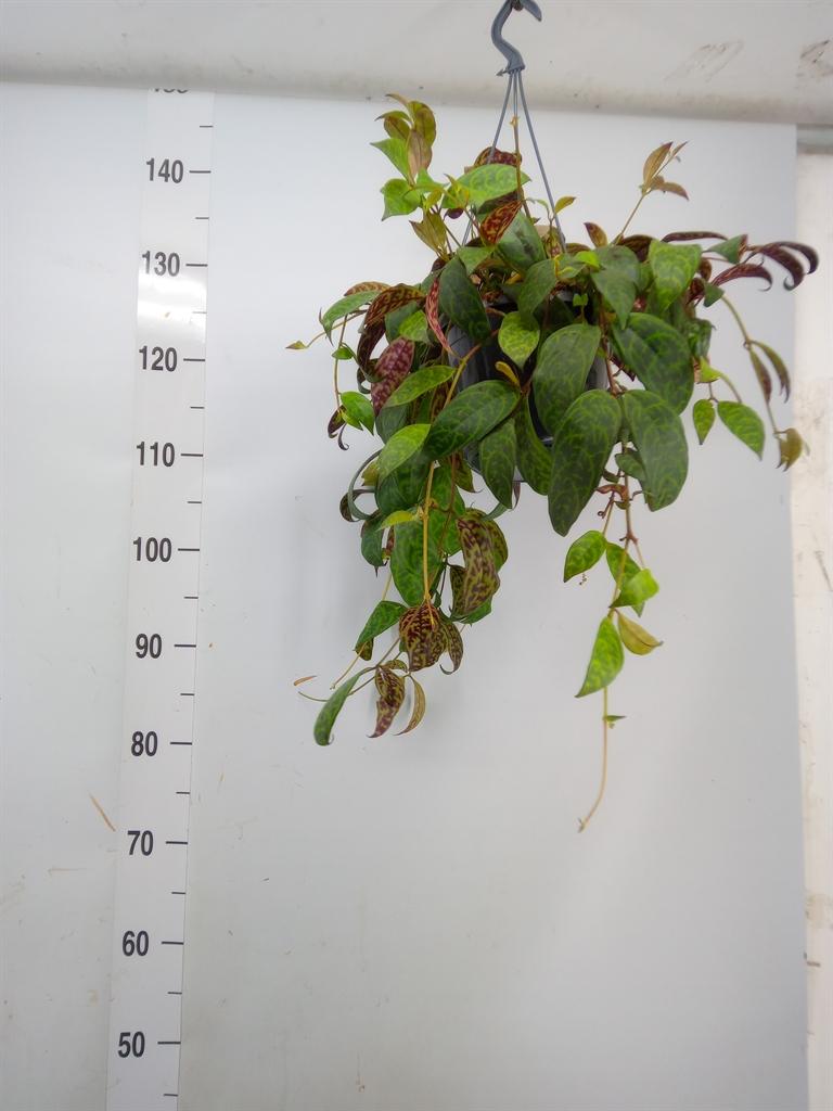 Горшечные цветы и растения оптом Aeschynanthus Marmoratus от 1шт из Голландии с доставкой по России Горшечные цветы и растения оптом Aeschynanthus Marmoratus от 1шт из Голландии с доставкой по России