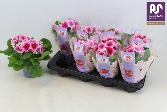 Горшечные цветы и растения оптом Prim Ob Tm Red White от 8шт из Голландии с доставкой по России