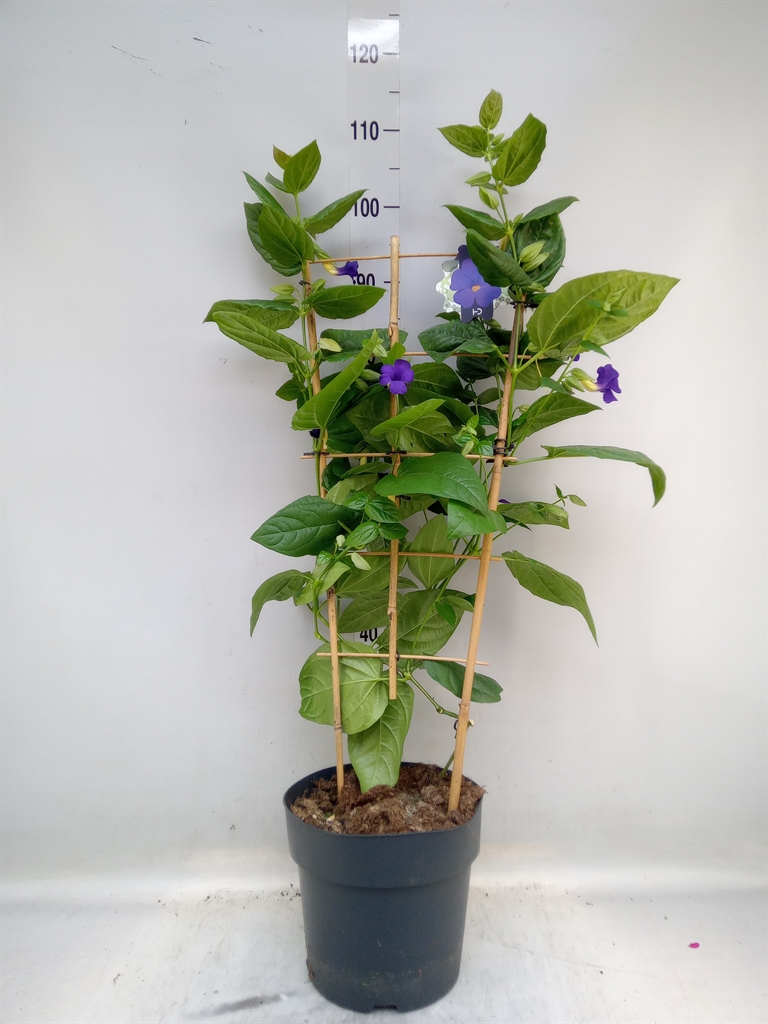 Горшечные цветы и растения оптом Thunbergia Battiscombei от 1шт из Голландии с доставкой по России