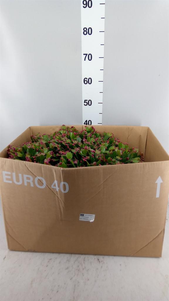 Горшечные цветы и растения оптом Schlumbergera ... от 1шт из Голландии с доставкой по России