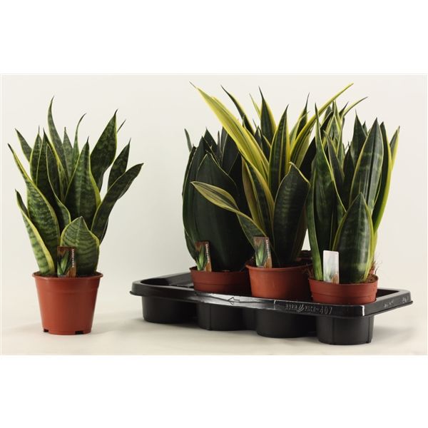 Горшечные цветы и растения оптом Sansevieria Super Mix от 7шт из Голландии с доставкой по России