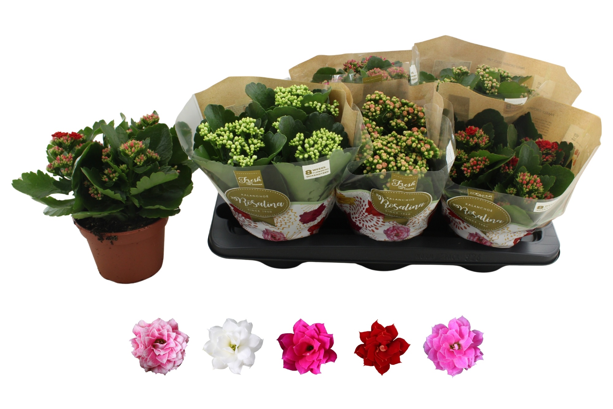 Горшечные цветы и растения оптом Kal Ge Ro Gem 5 Kl от 6шт из Голландии с доставкой по России