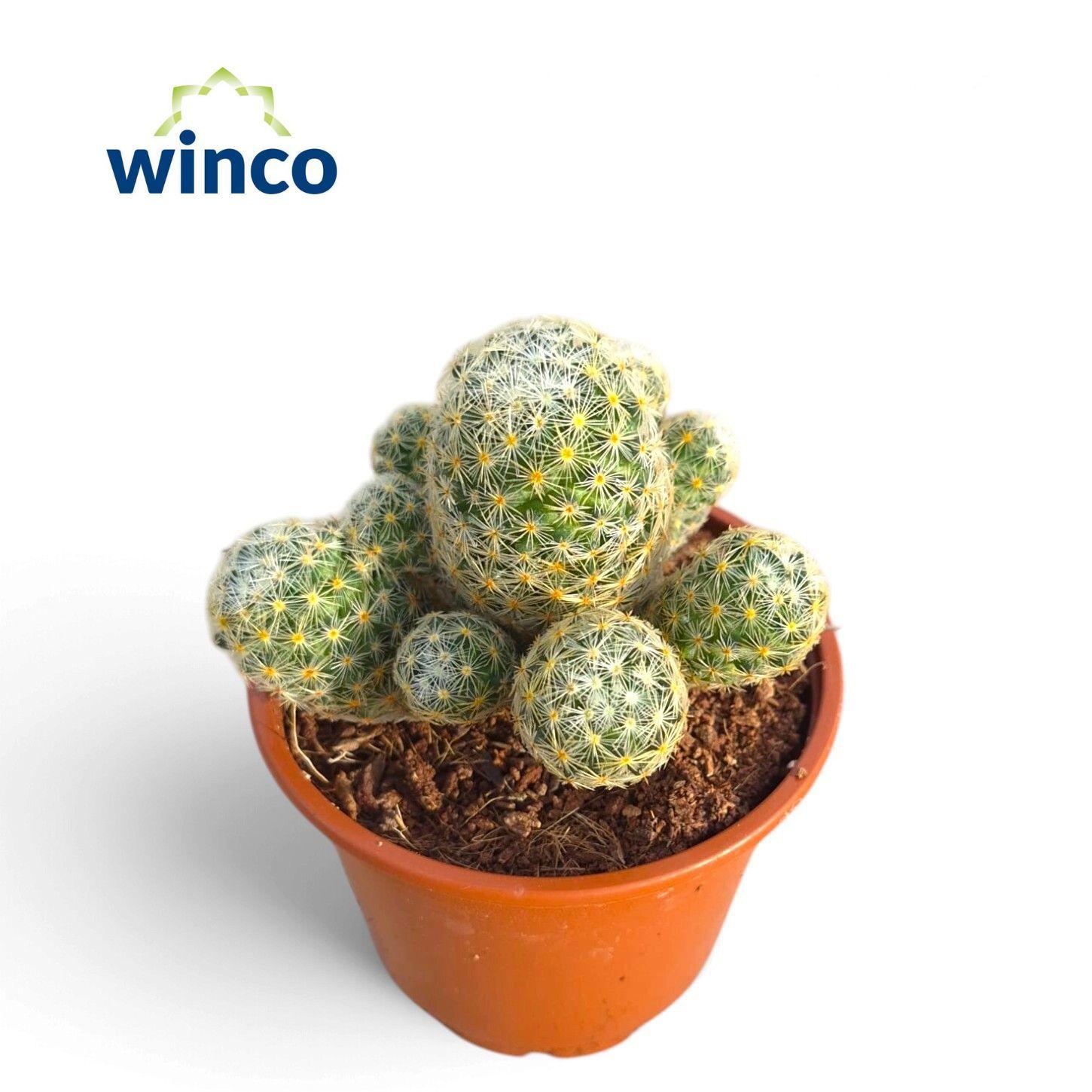 Горшечные цветы и растения оптом Mammillaria Giselae от 18шт (для телеги) из Голландии с доставкой по России