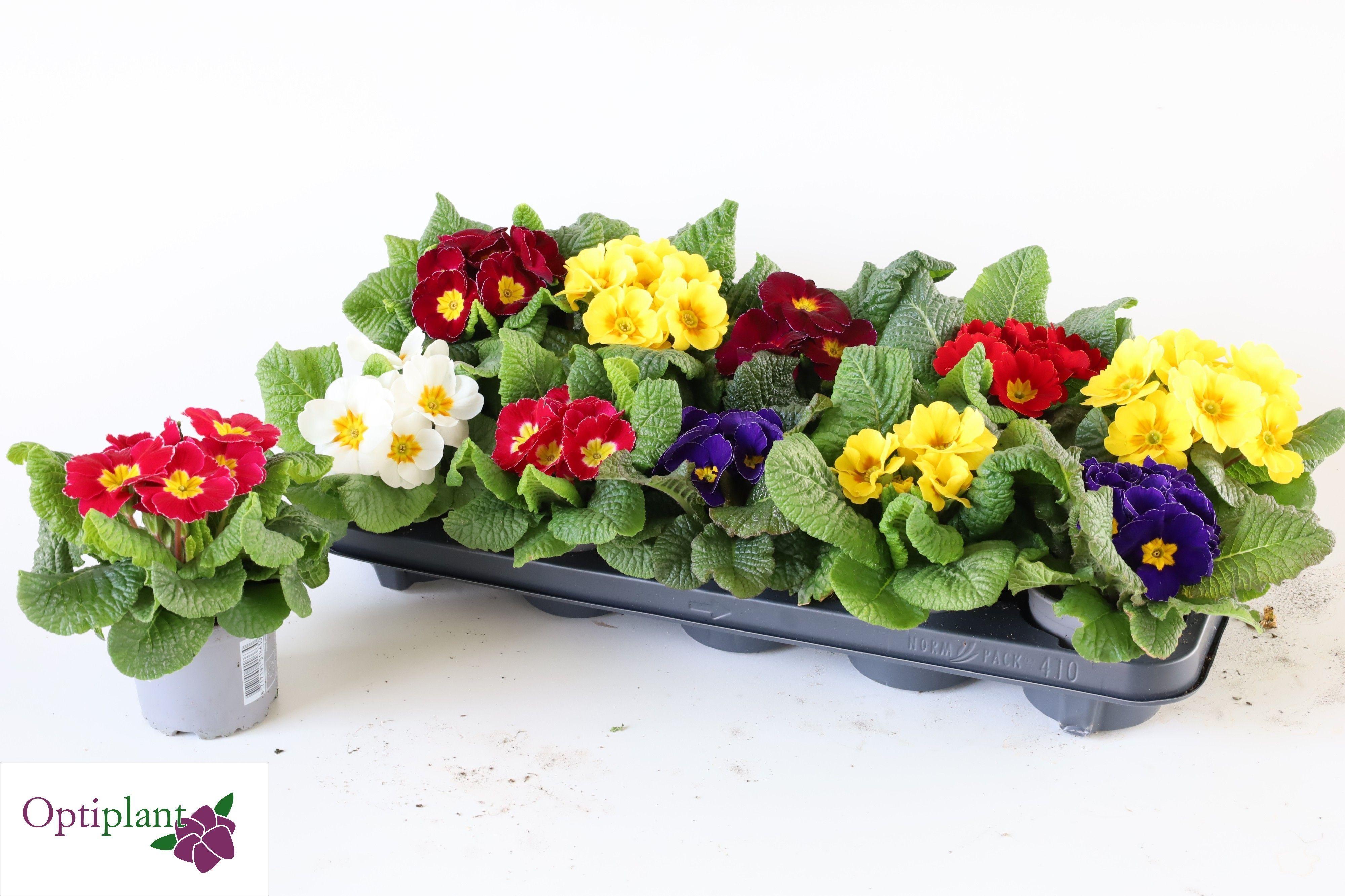 Горшечные цветы и растения оптом Prim Ac Gem от 10шт из Голландии с доставкой по России