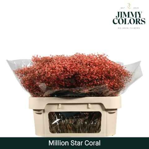 Срезанные цветы оптом Gyps fine paint coral от 75шт из Голландии с доставкой по России