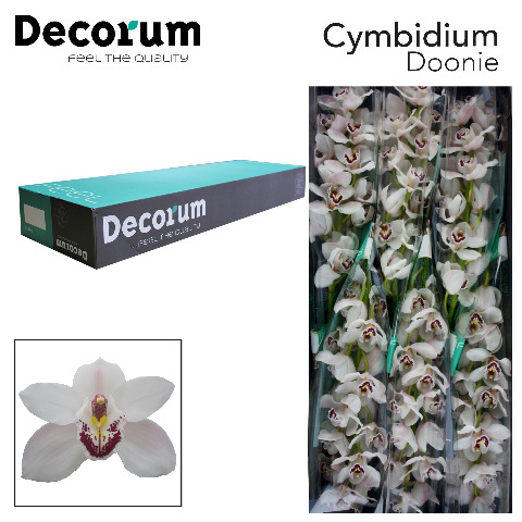 Срезанные цветы оптом Cymbidium white doonie от 6шт из Голландии с доставкой по России