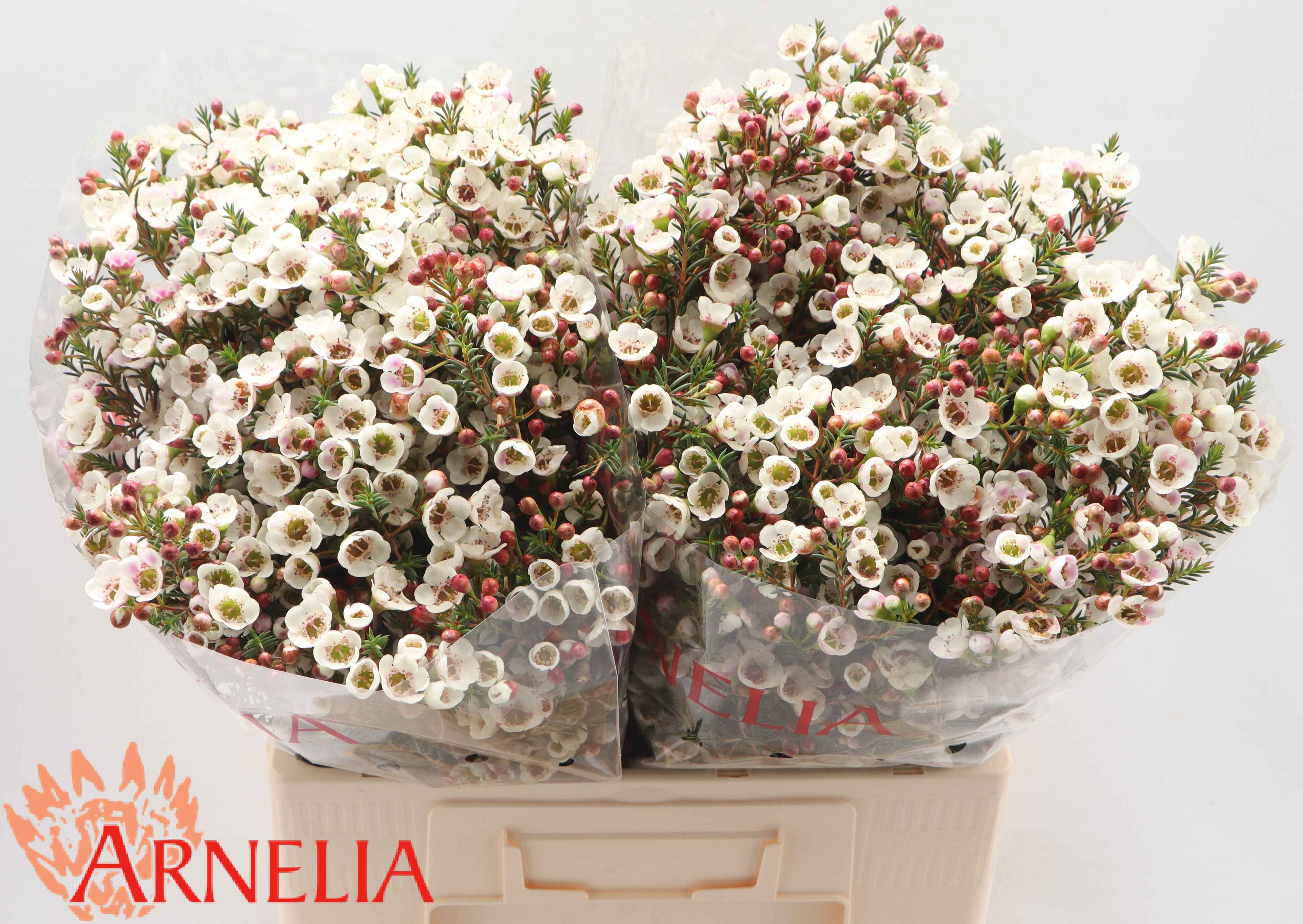 Срезанные цветы оптом Chamelaucium moonlight delight от 50шт из Голландии с доставкой по России
