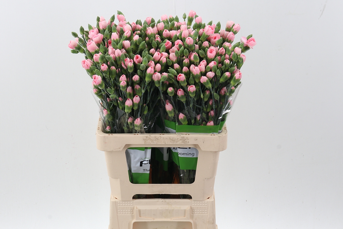 Срезанные цветы оптом Dianthus sp athena от 100шт из Голландии с доставкой по России