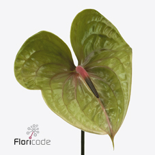 Срезанные цветы оптом Anthurium pistache от 12шт из Голландии с доставкой по России
