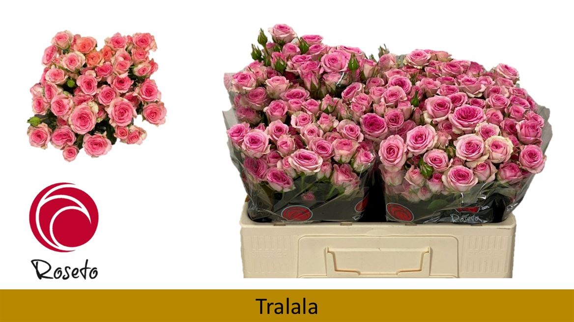 Срезанные цветы оптом Rosa spray tralala от 40шт. из Голландии с доставкой по России
