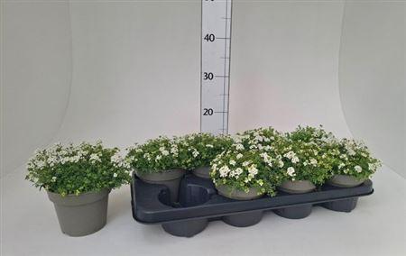 Горшечные цветы и растения оптом Hutchinsia Alpina от 8шт из Голландии с доставкой по России