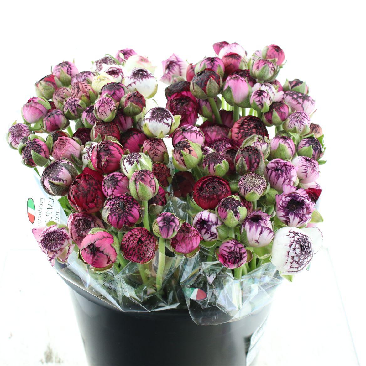 Срезанные цветы оптом Ranunculus elegance white stripes от 100шт из Голландии с доставкой по России