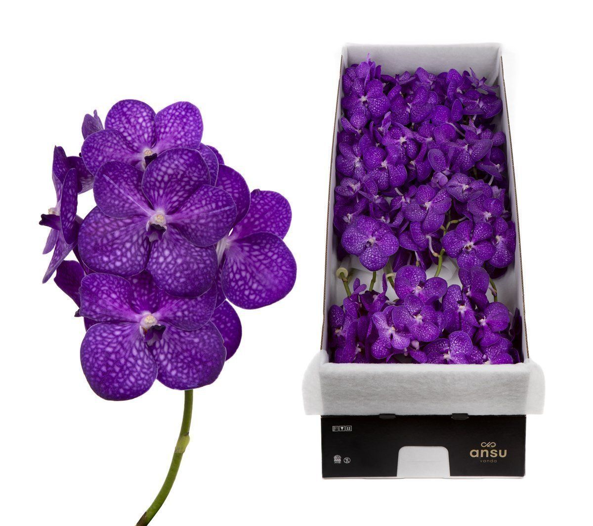 Срезанные цветы оптом Vanda bright purple per stem от 8шт.. из Голландии с доставкой по России