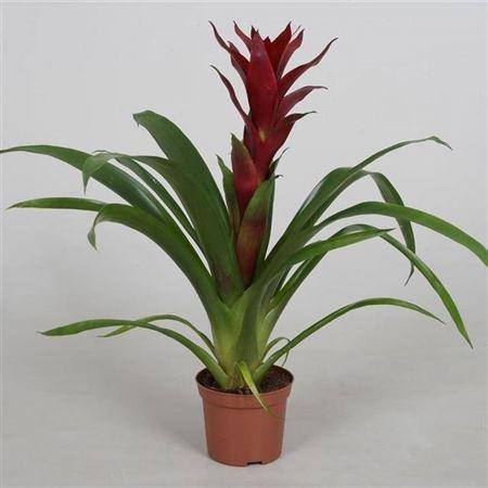 Горшечные цветы и растения оптом Guzmania Switch P9 от 12шт (для телеги) из Голландии с доставкой по России