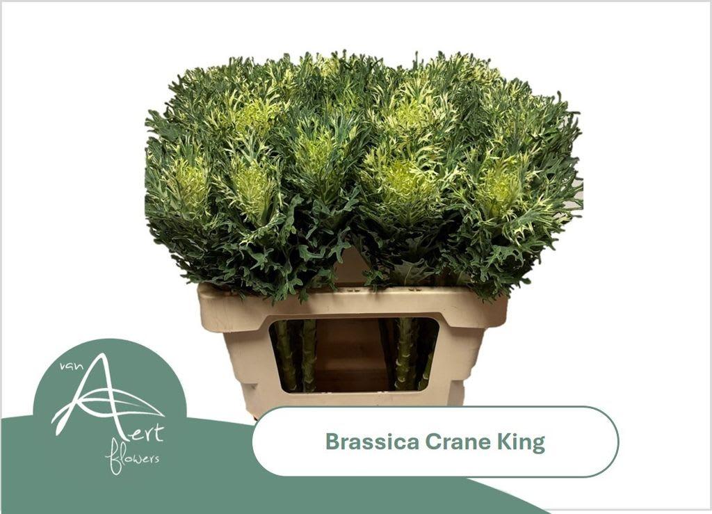 Срезанные цветы оптом Brassica crane king от 20шт из Голландии с доставкой по России