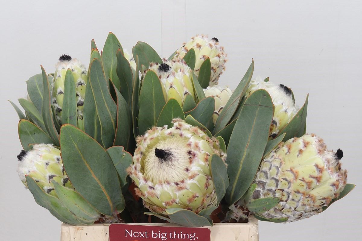 Срезанные цветы оптом Protea barbigera ice queen от 5шт из Голландии с доставкой по России